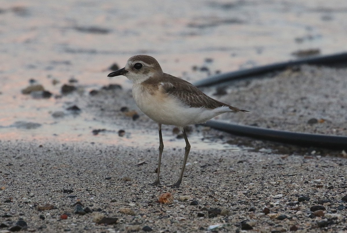 Tibetan Sand-Plover - ML645011146