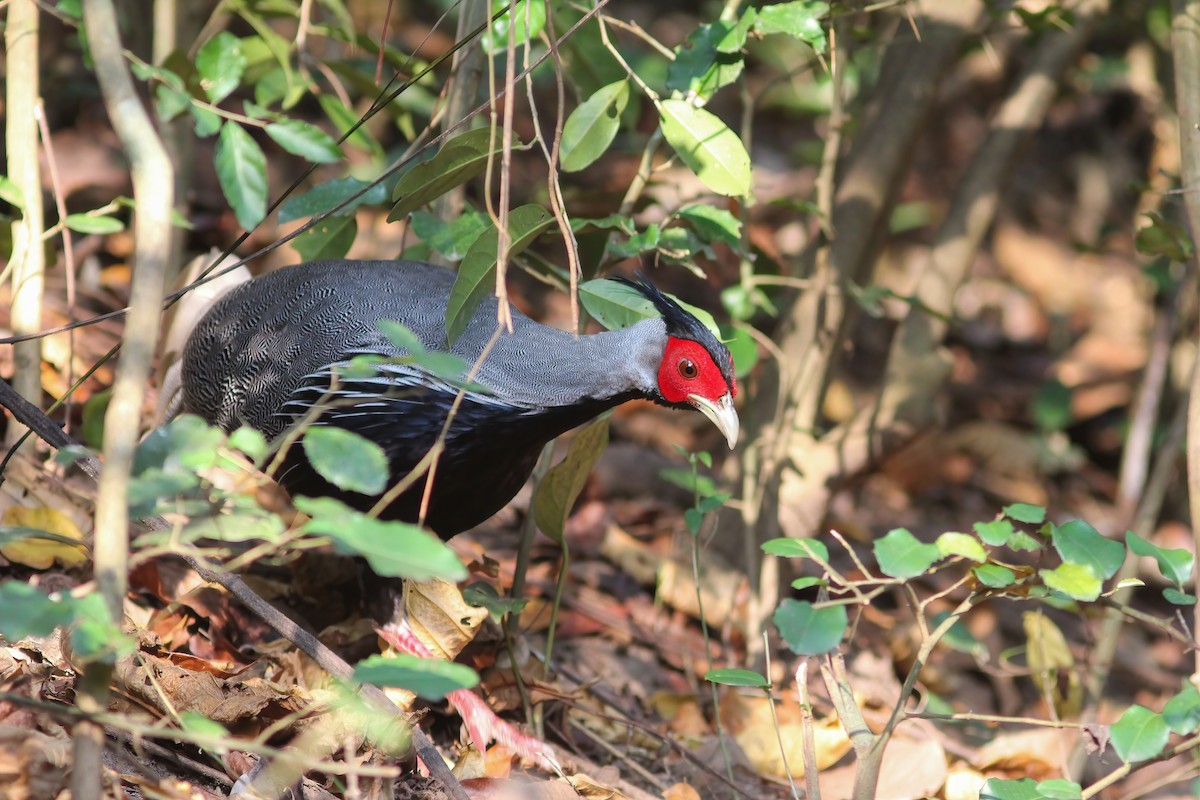 Kalij Pheasant - ML645011152