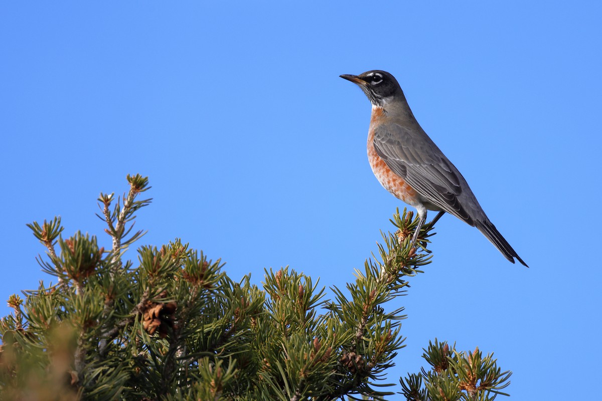American Robin - ML645011153