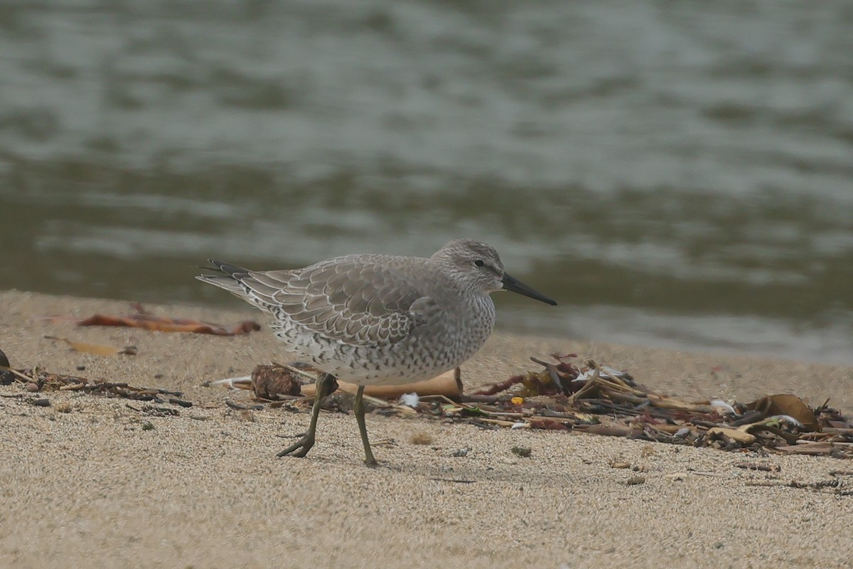 Red Knot - ML645011154