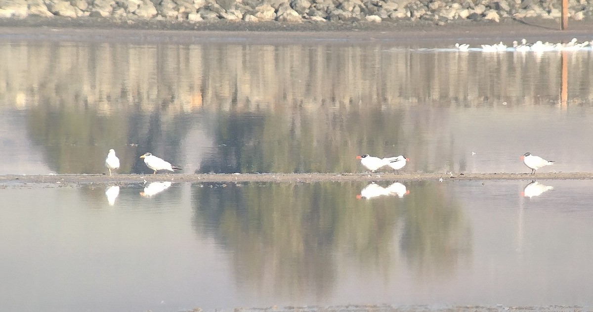 Чеграва - ML645011162