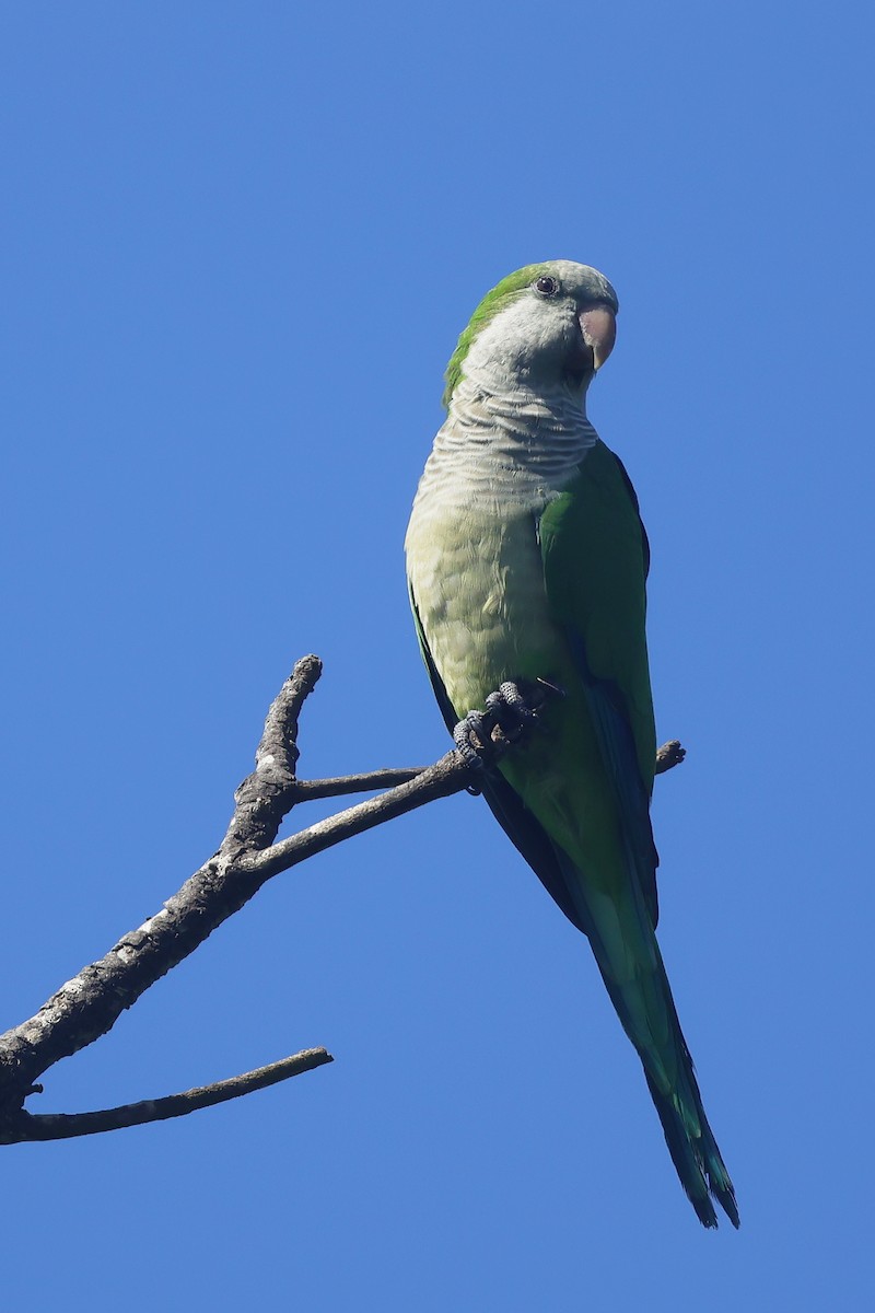 Monk Parakeet - ML645011163