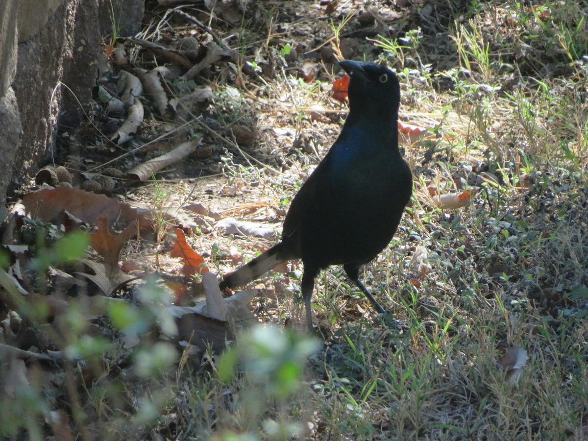 Purpurgrackel - ML645011165