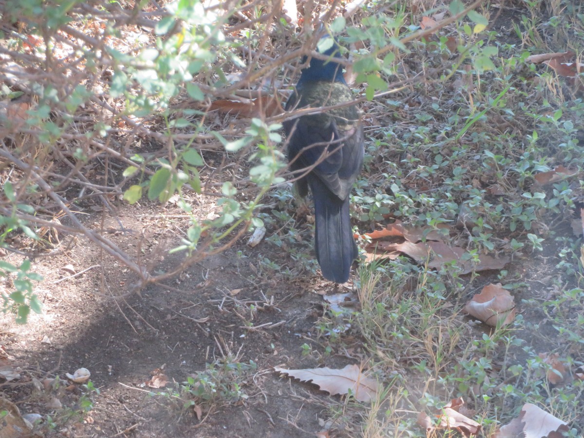 Purpurgrackel - ML645011167