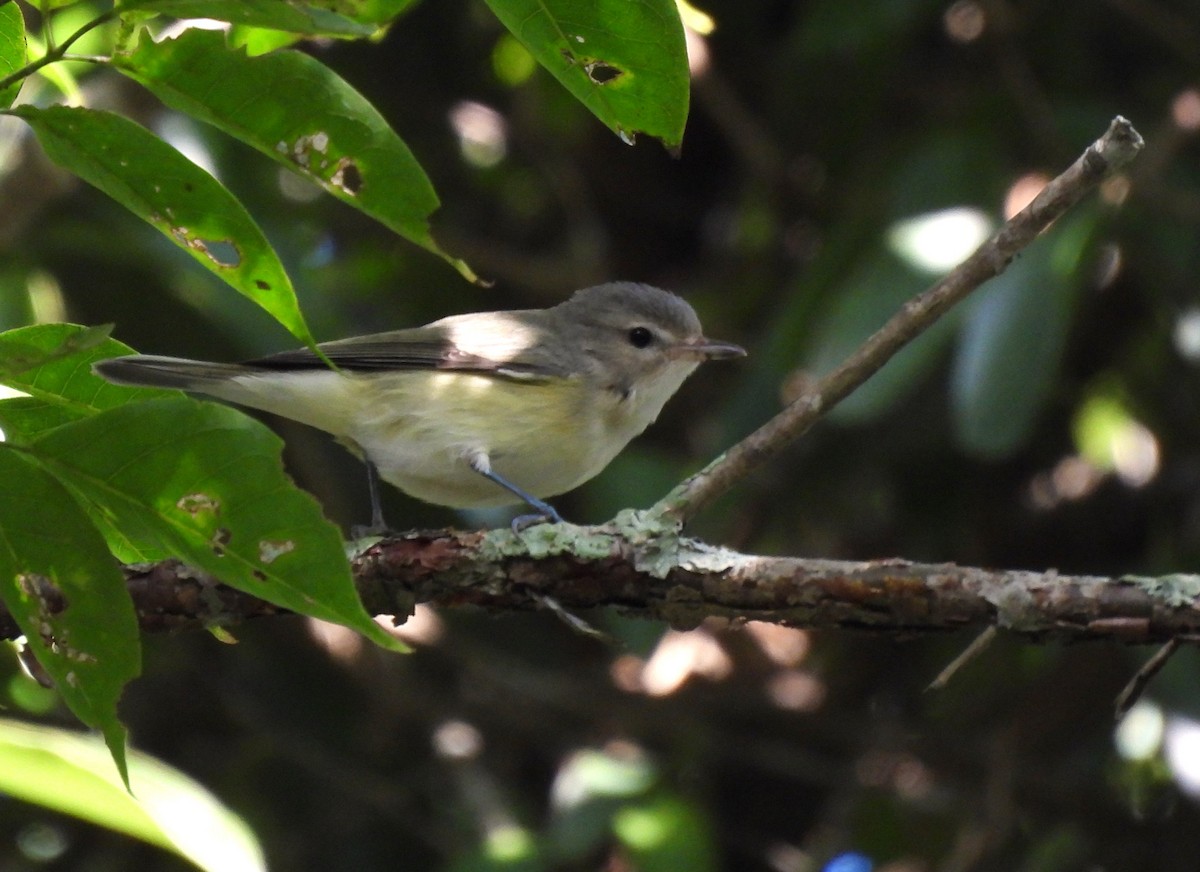 Eastern Warbling Vireo - ML645011169