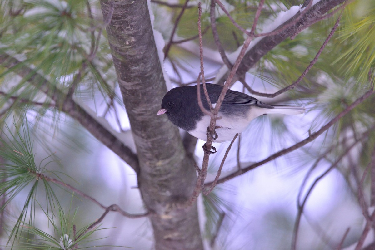 strnadec zimní - ML645011173