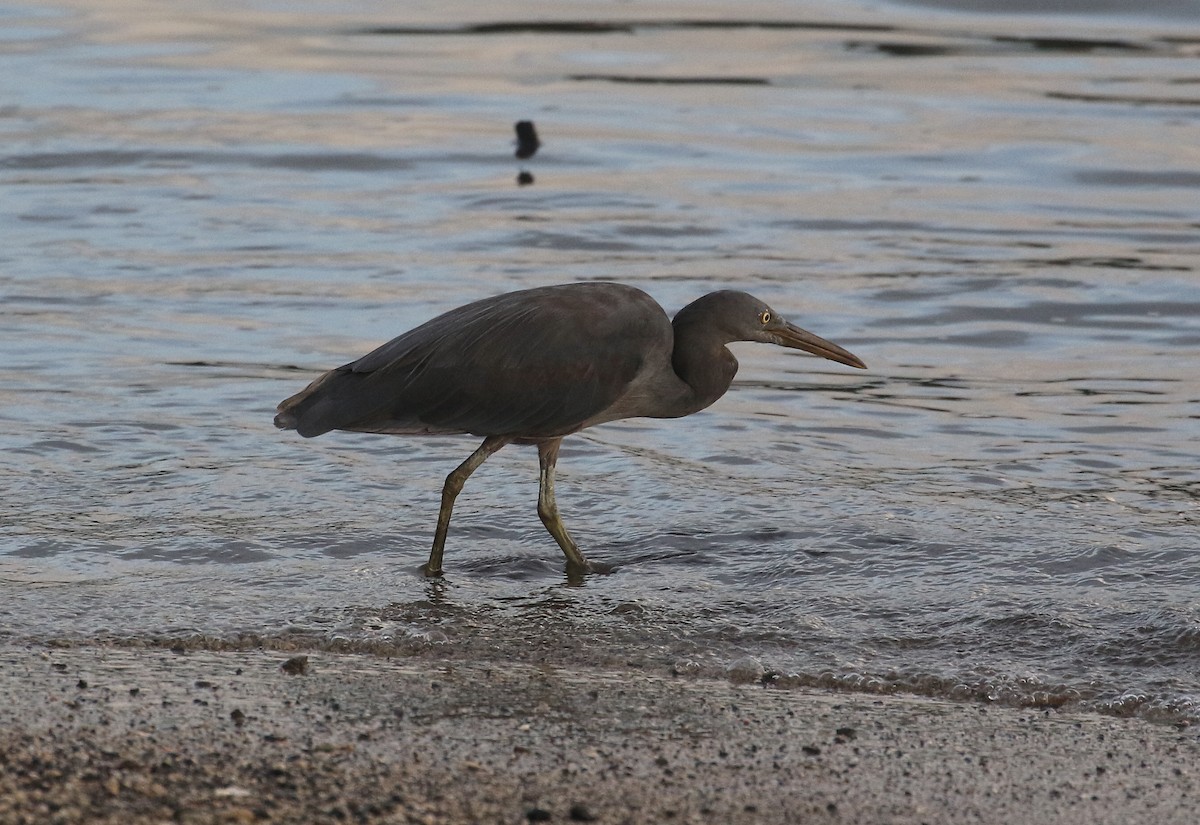 Pacific Reef-Heron - ML645011178