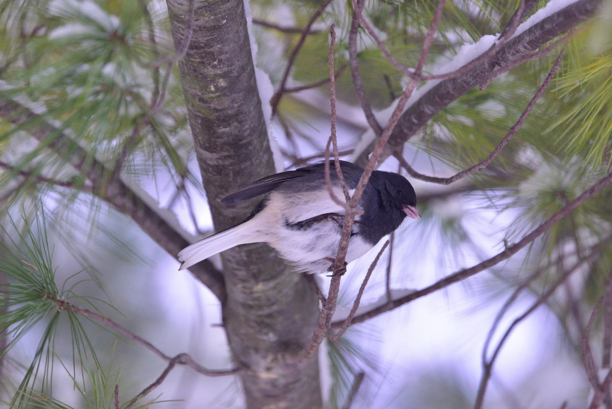 strnadec zimní - ML645011193