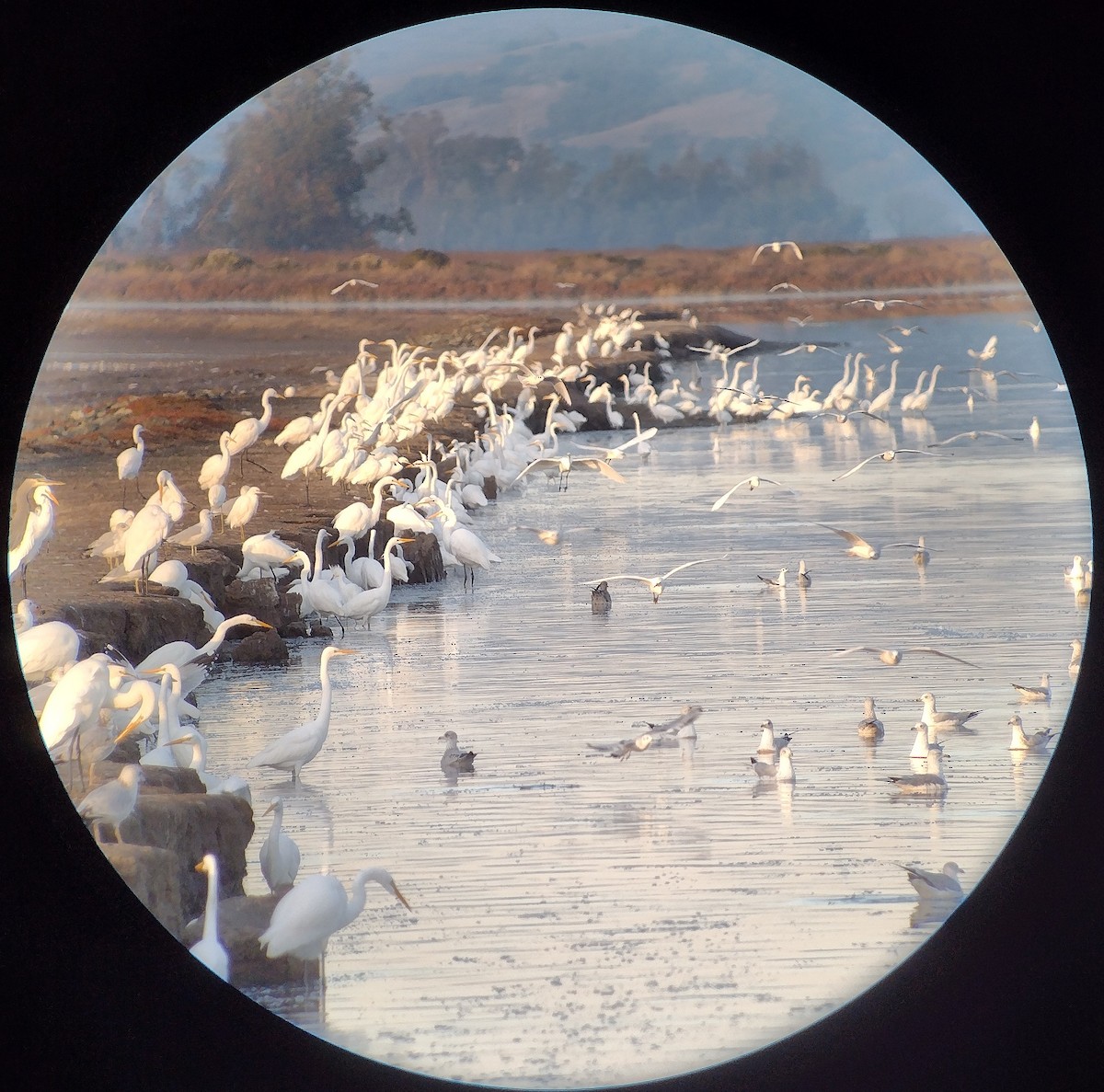 Большая белая цапля - ML645011195