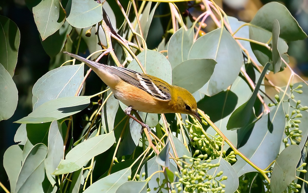 Bay-breasted Warbler - ML645011203
