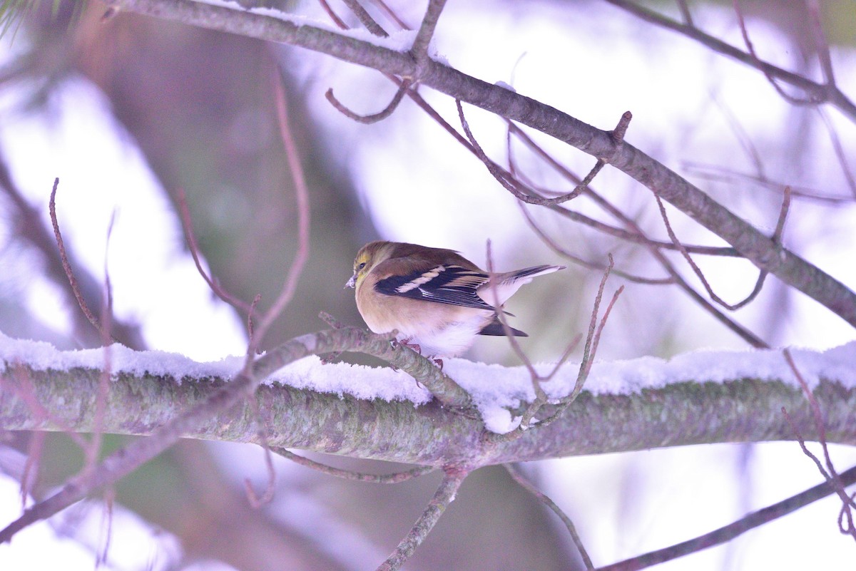 čížek žlutý - ML645011205