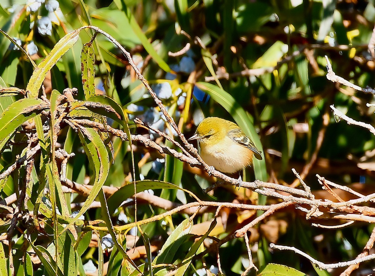 Bay-breasted Warbler - ML645011206