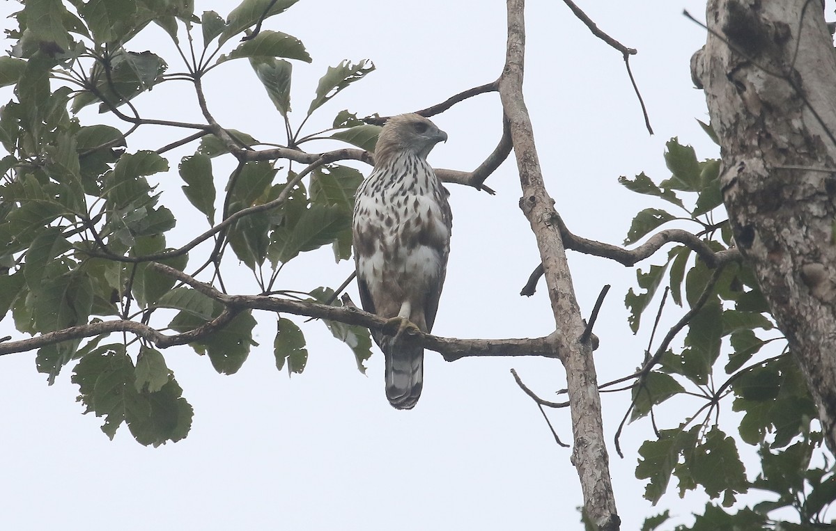 Changeable Hawk-Eagle - ML645011218
