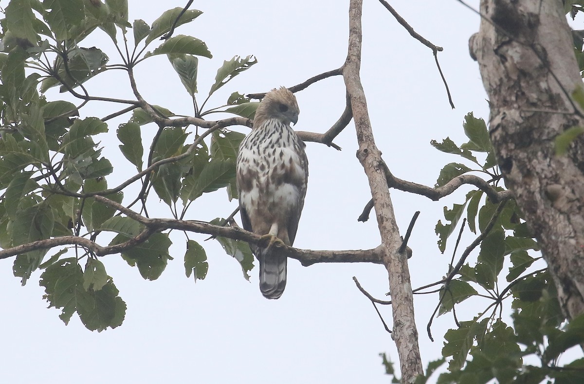 Changeable Hawk-Eagle - ML645011219