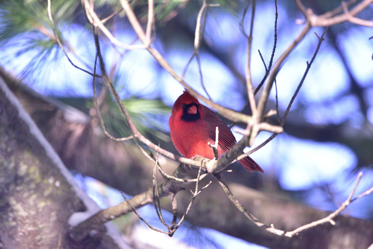 kardinál červený - ML645011226