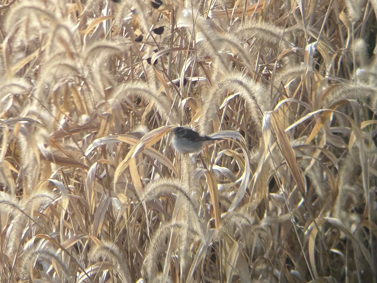 Chipping Sparrow - ML645011231