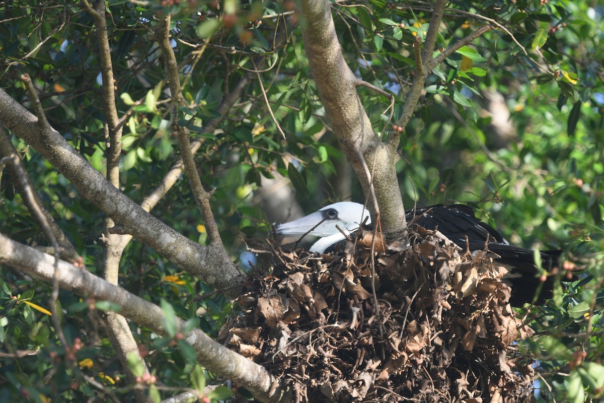 Abbotttölpel - ML645011236