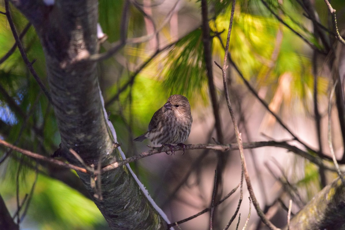 hýl rudoprsý - ML645011265