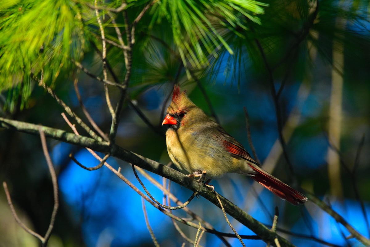kardinál červený - ML645011276