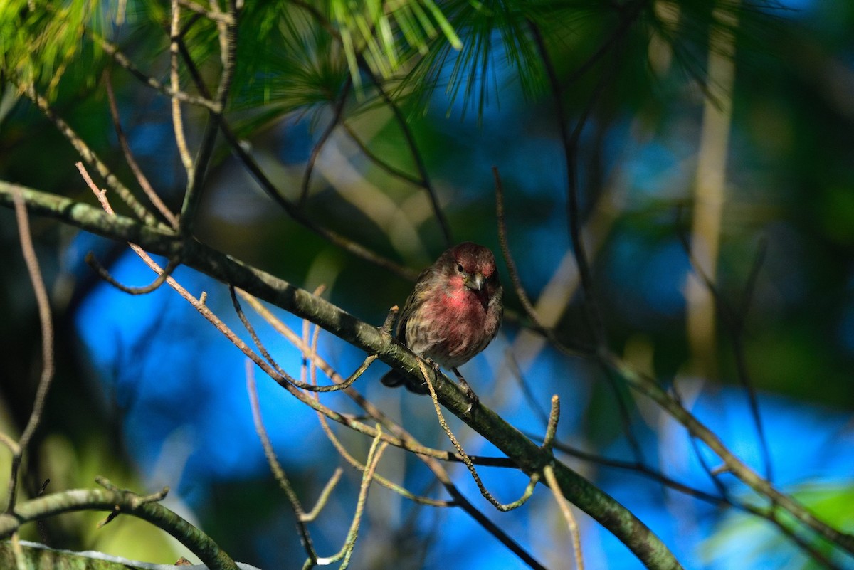 hýl rudoprsý - ML645011287