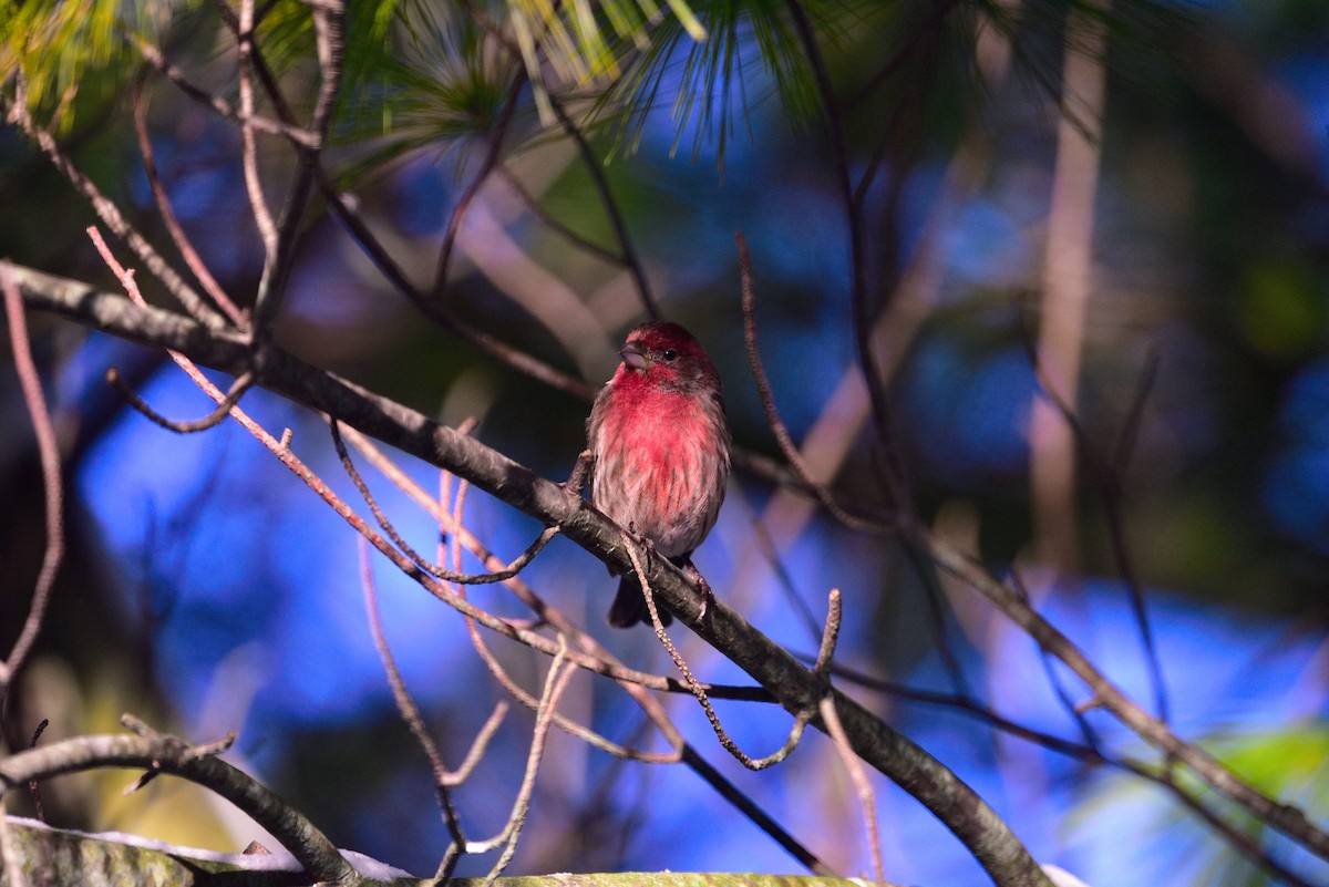 hýl rudoprsý - ML645011293