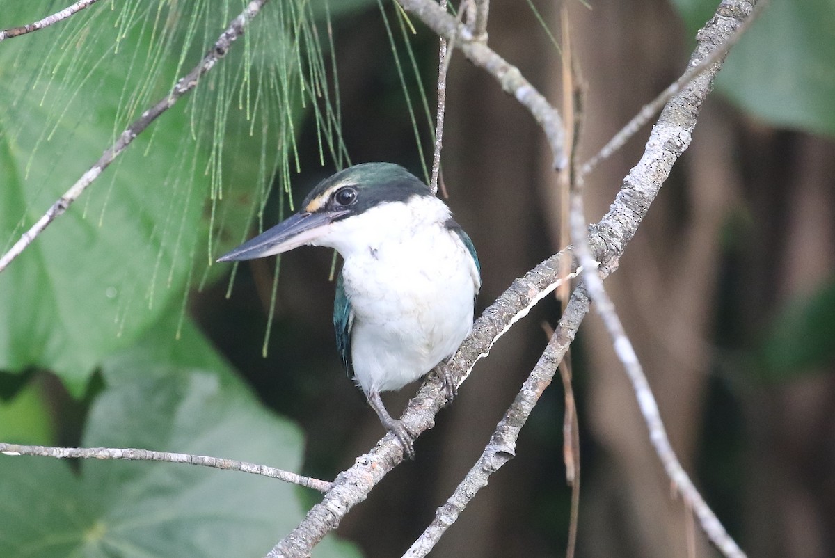 Collared Kingfisher - ML645011295