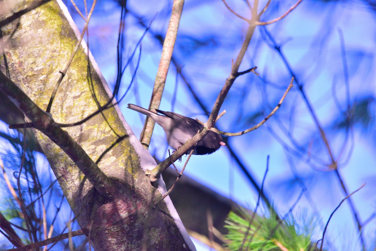 strnadec zimní - ML645011300