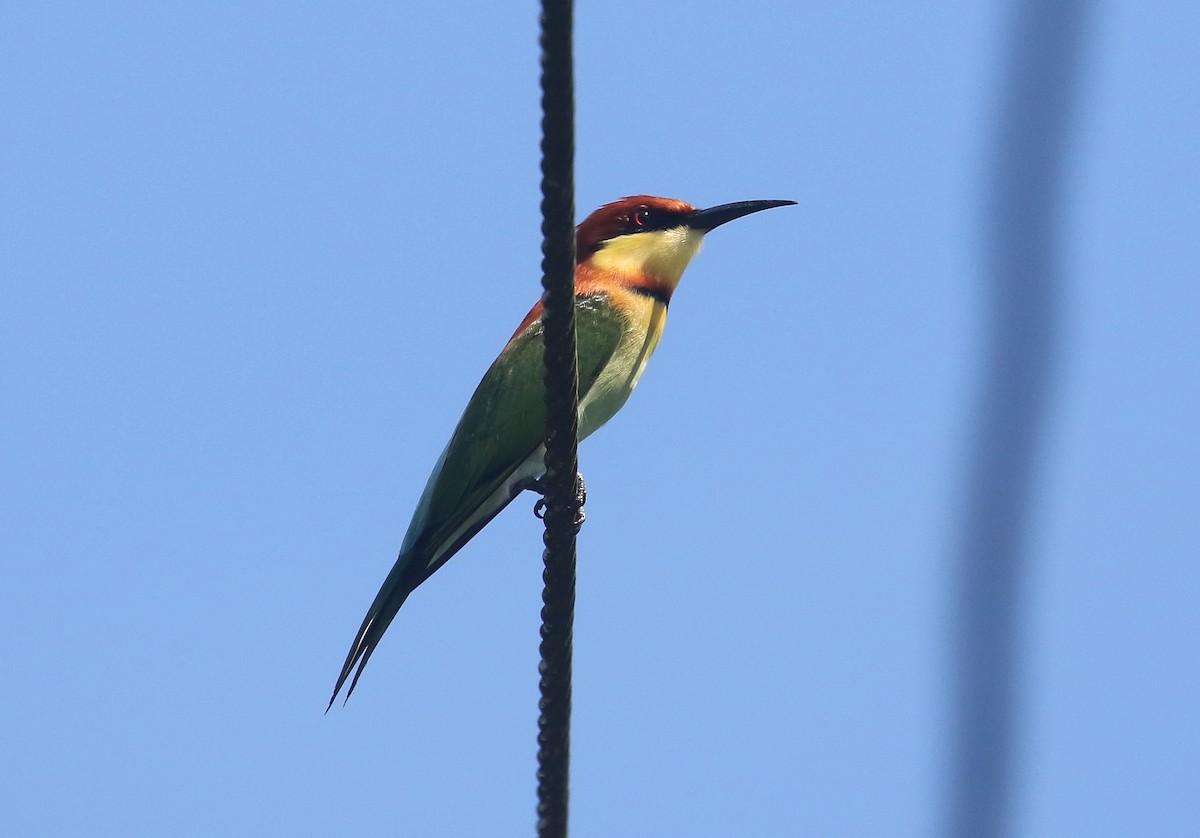 Chestnut-headed Bee-eater - ML645011307