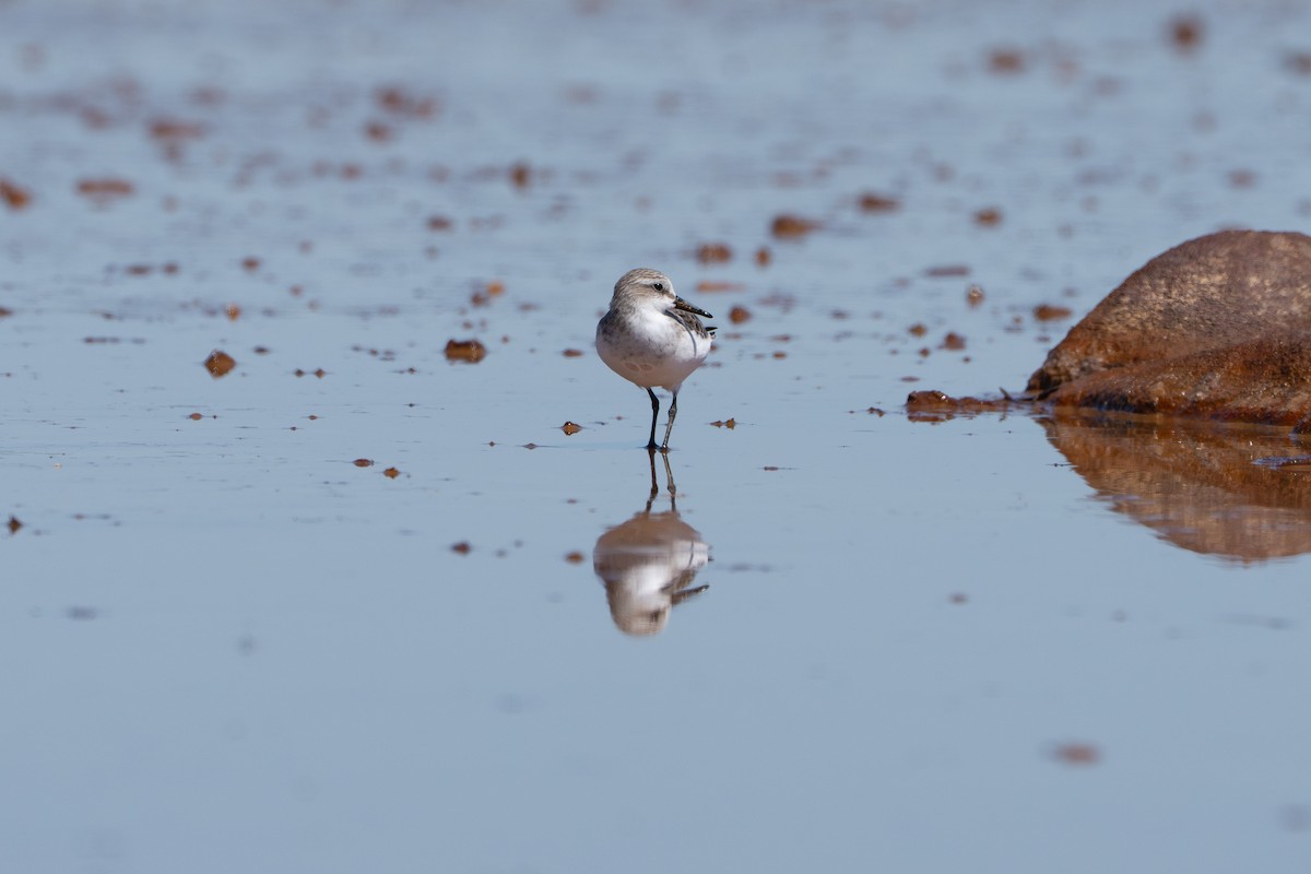 jespák rudokrký - ML645011317