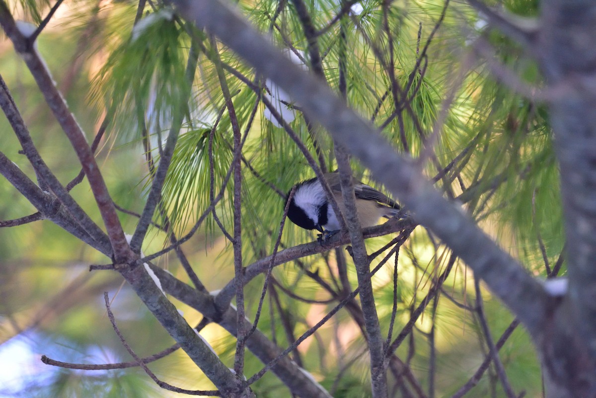 sýkora černohlavá - ML645011334