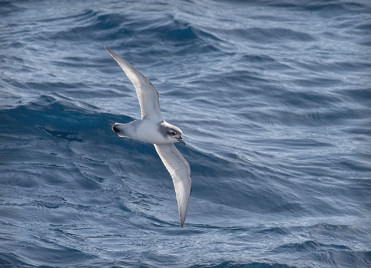 Prion de la Désolation - ML645011335