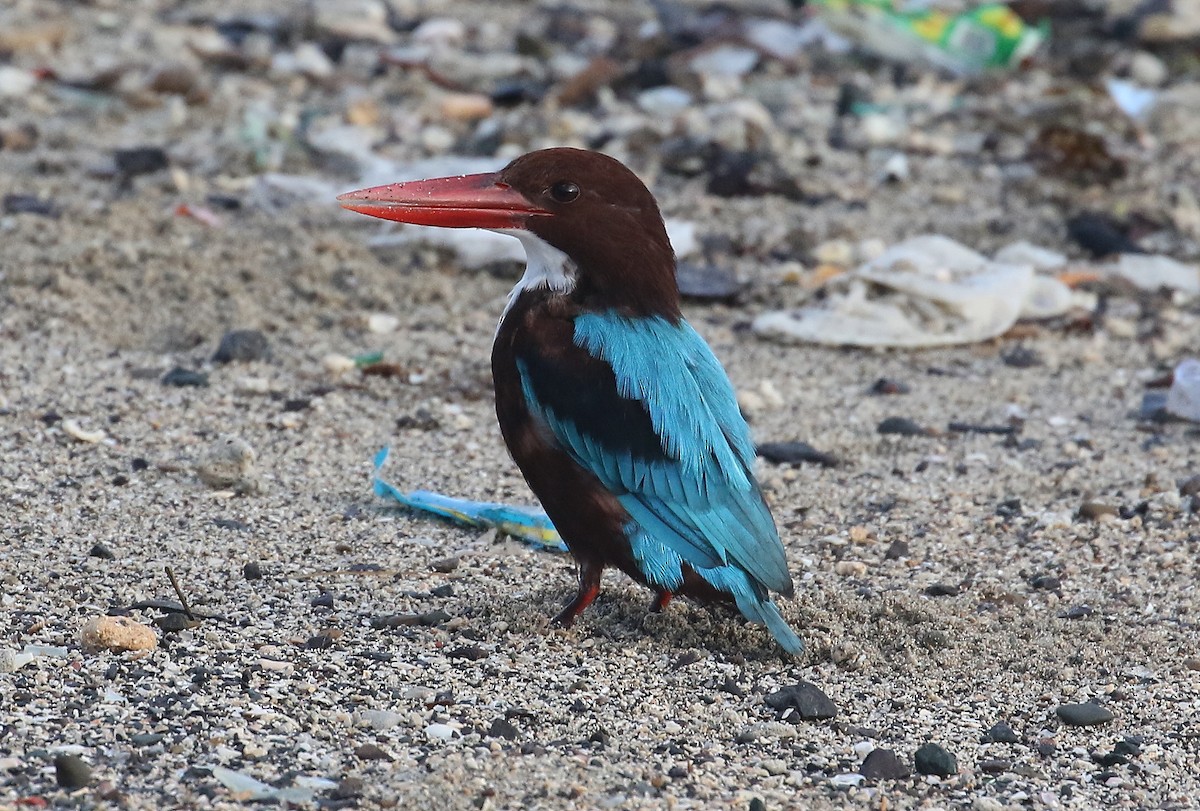 White-throated Kingfisher - ML645011338