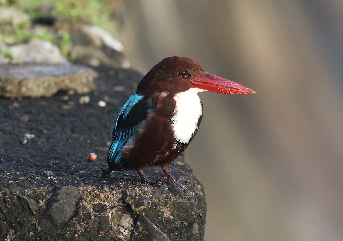 White-throated Kingfisher - ML645011339