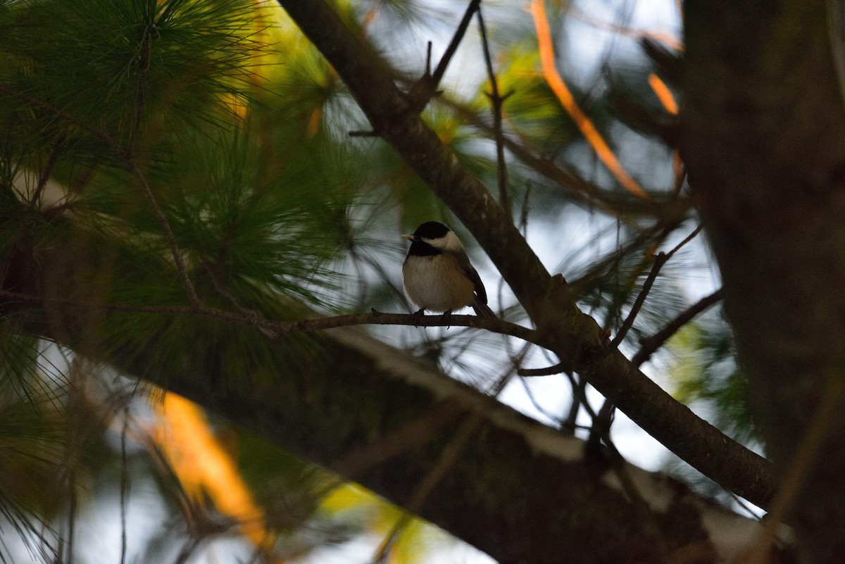 sýkora černohlavá - ML645011342