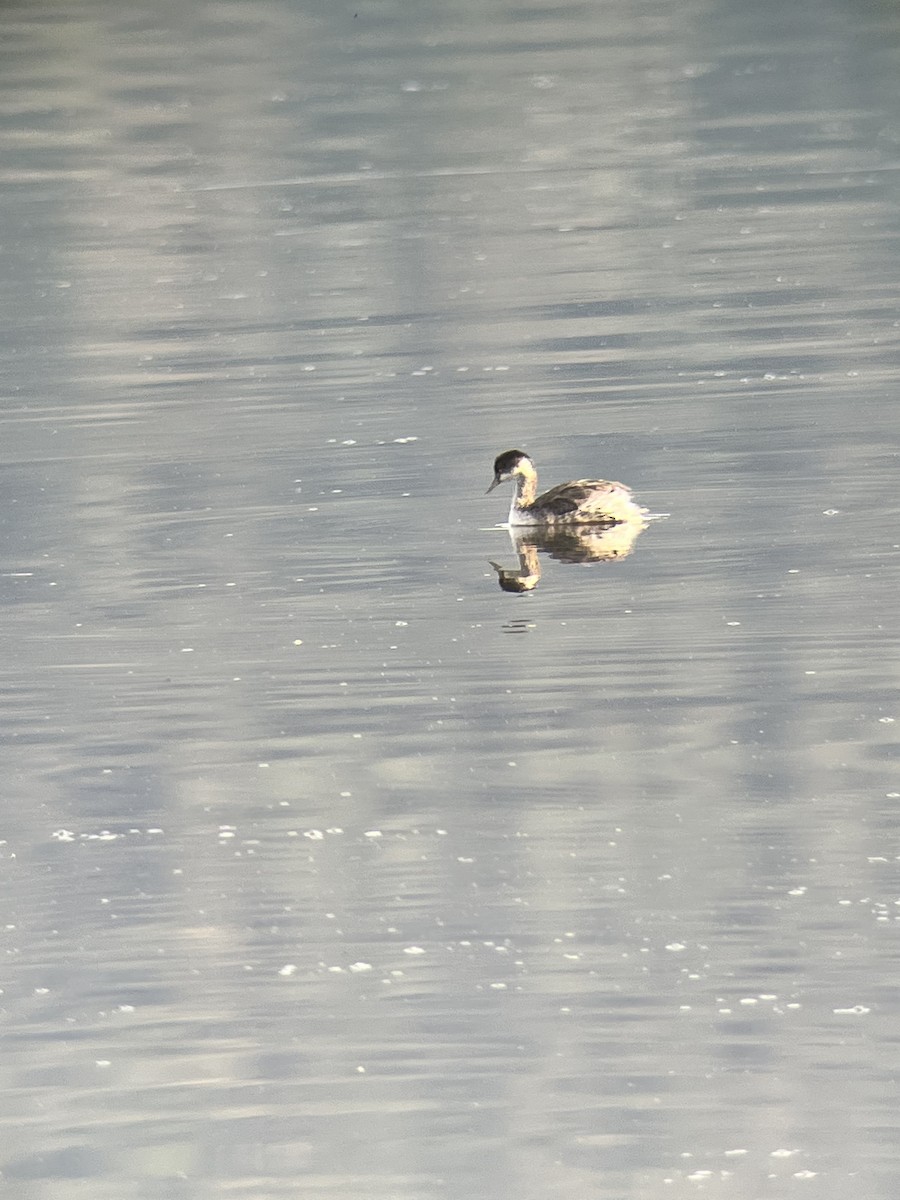 potápka černokrká - ML645011344