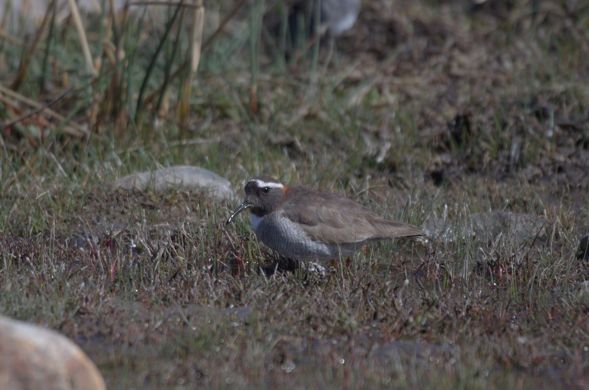 štěrkovníček andský - ML645011348