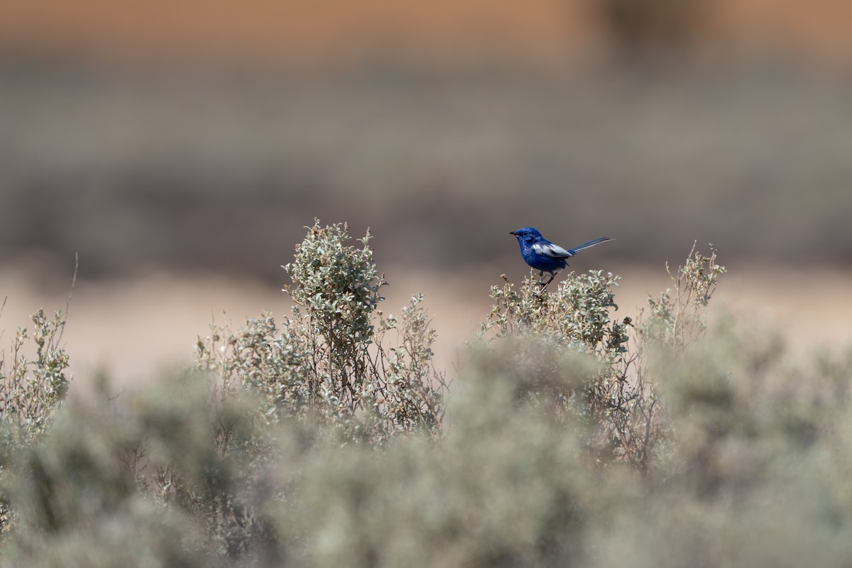 modropláštník bělokřídlý - ML645011363