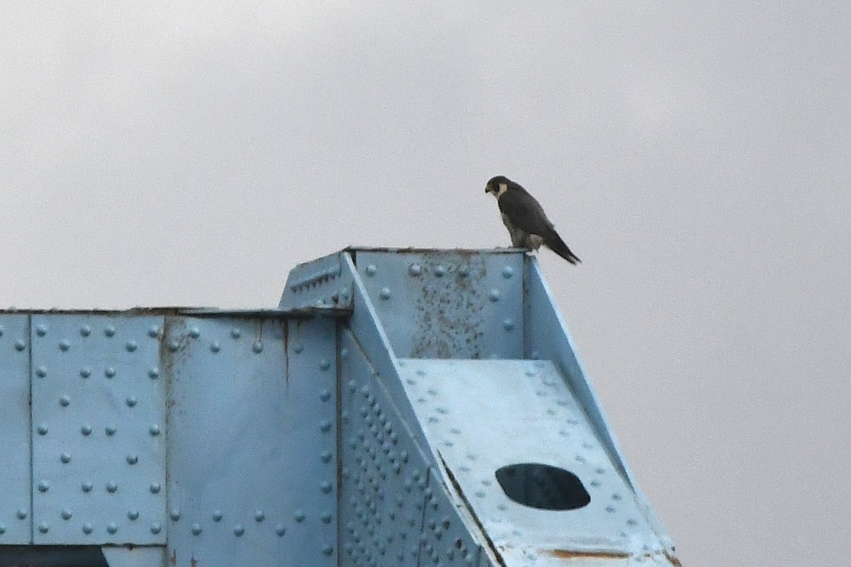 Peregrine Falcon - ML645011365