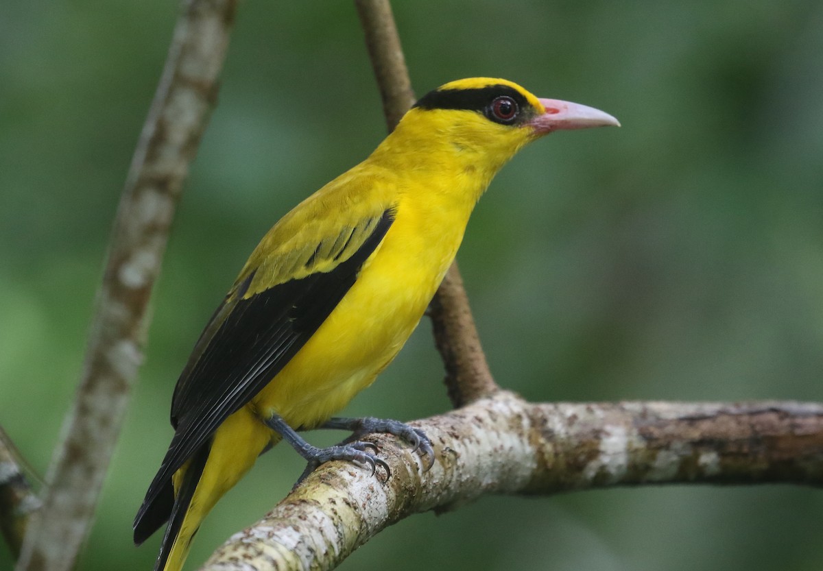 Black-naped Oriole - ML645011367