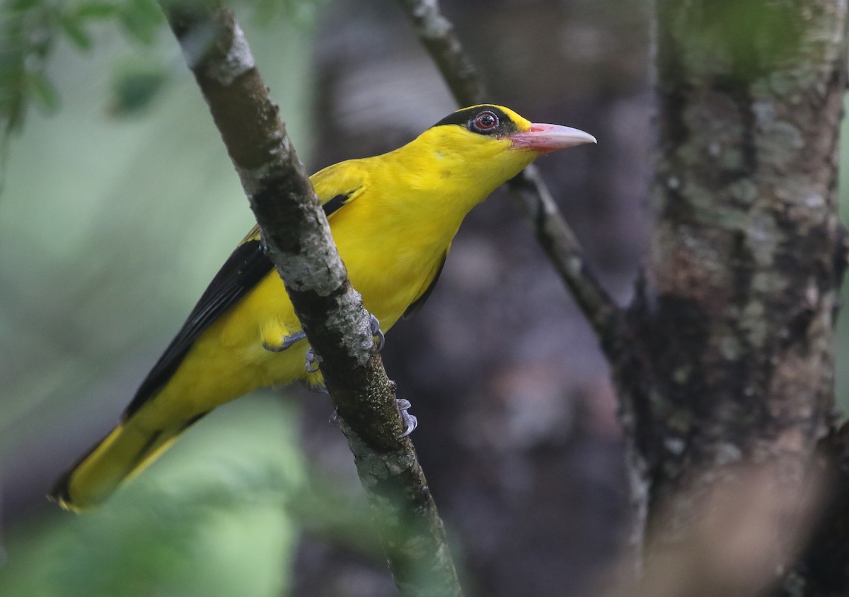 Black-naped Oriole - ML645011368