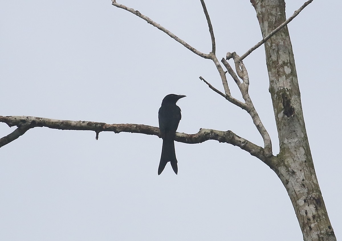Andaman Drongo - ML645011384