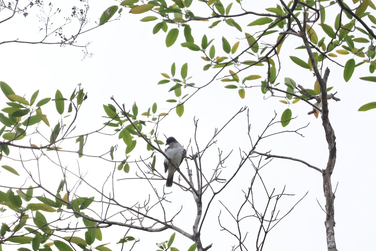 Tirano Oriental - ML645011394