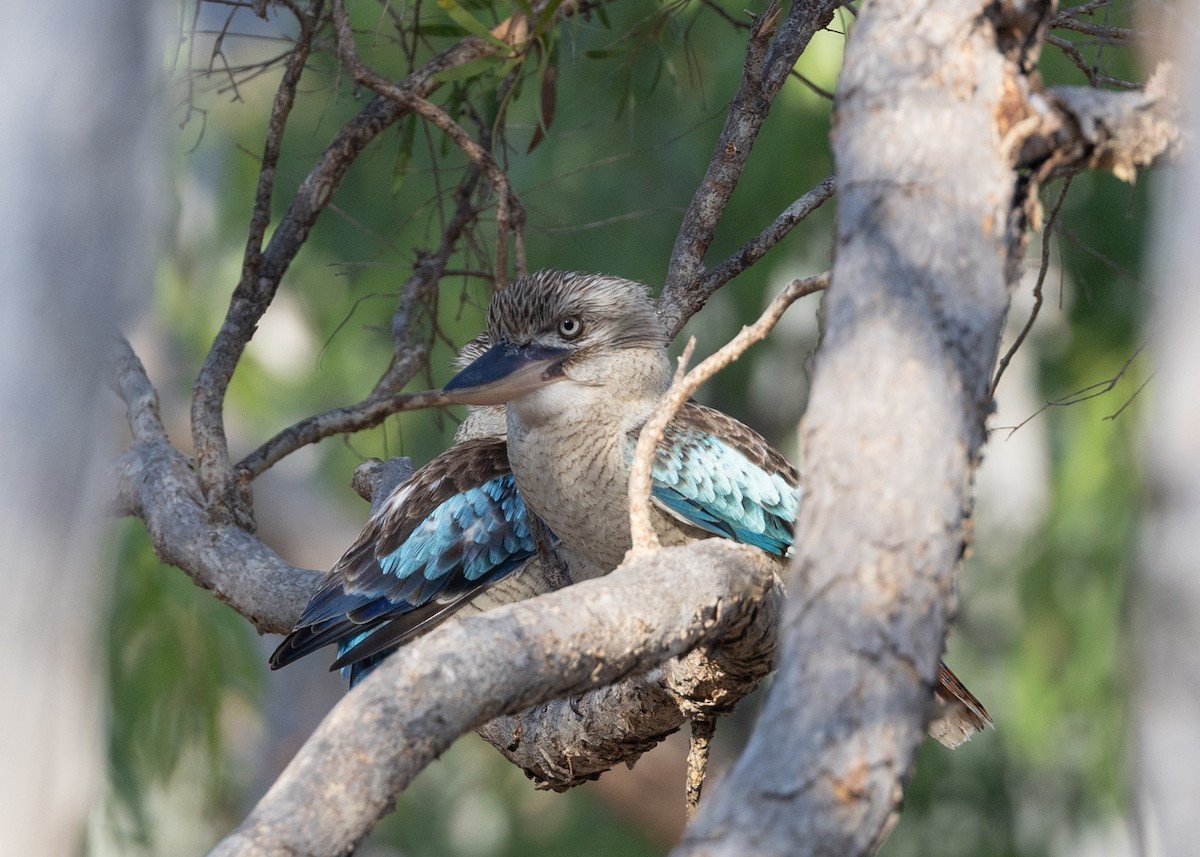 Blue-winged Kookaburra - ML645011401