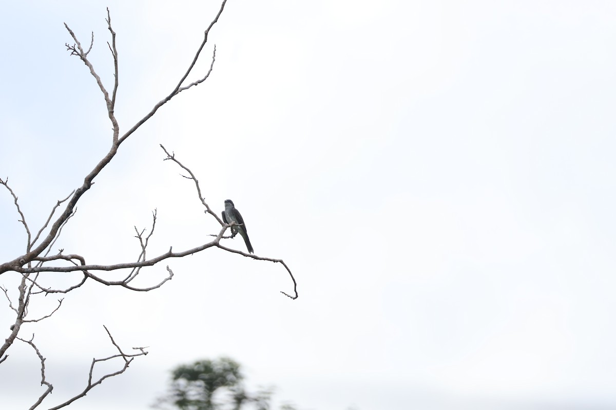 Tirano Oriental - ML645011403