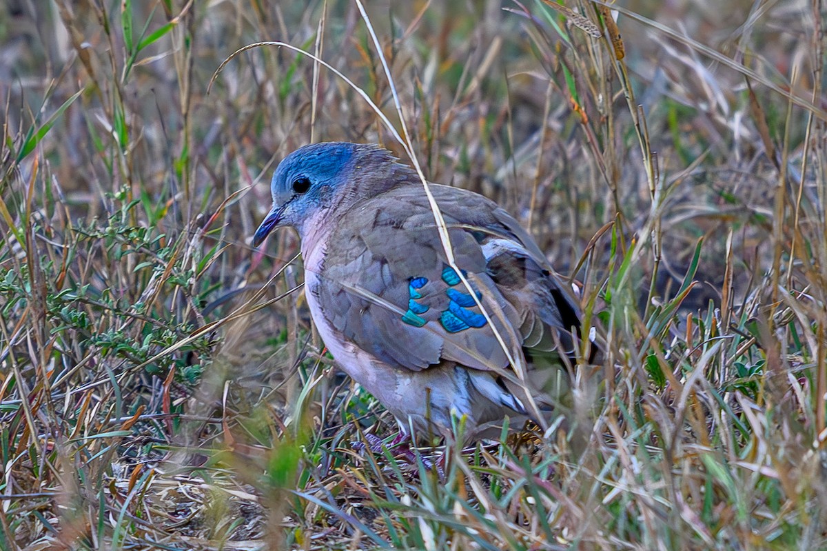 Зеленокрылая лесная горлица - ML645011411