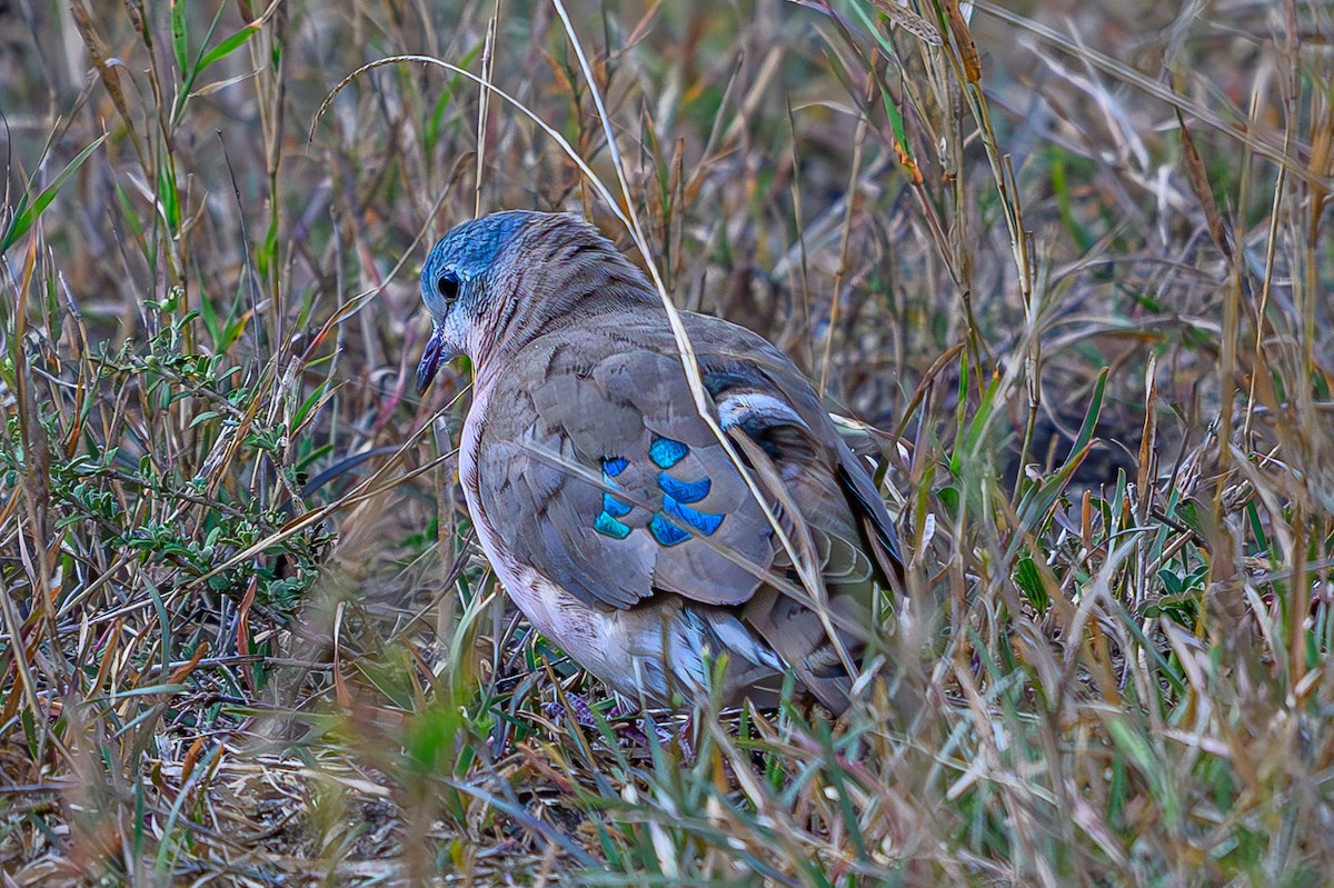 Зеленокрылая лесная горлица - ML645011412