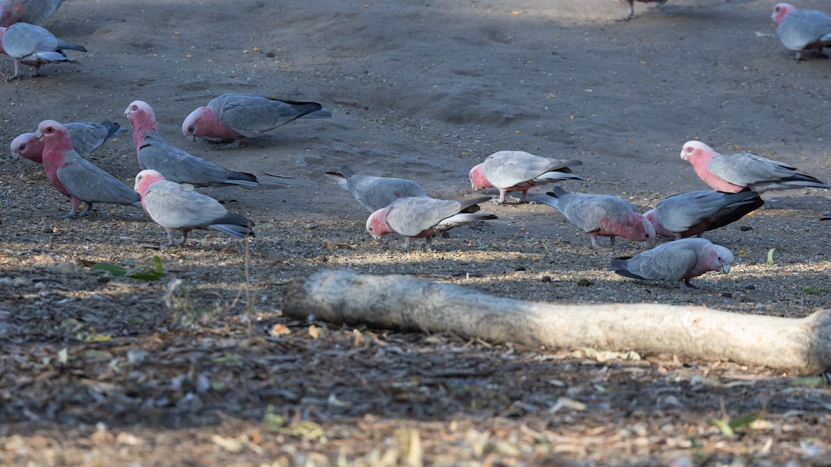 Galah - ML645011422