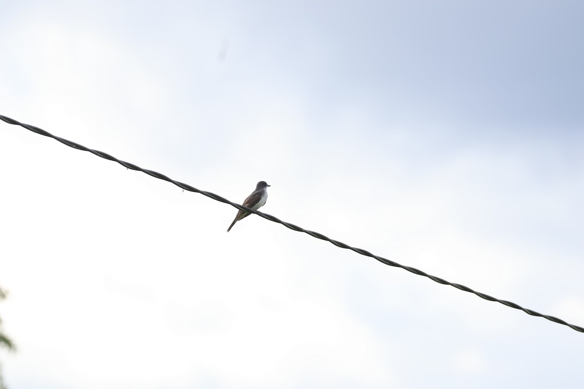 Tirano Oriental - ML645011431