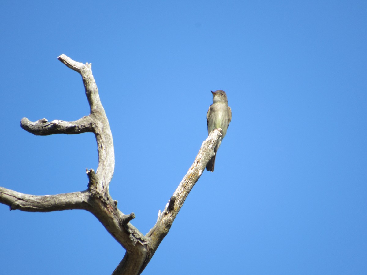 Western Wood-Pewee - ML645011440
