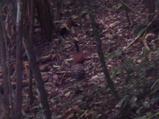Great Curassow - ML645011441